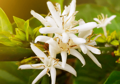 LORSUST23 Coffee Blossom 640x450